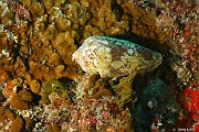 Conus textile-Praslin Baie chevalier-13m-20190610-Denis-ADER-DSC_9023_tn